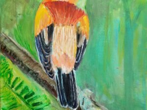 259 raudongalvis20trogonas.jpg