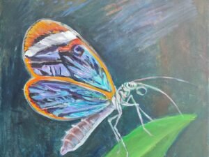 261 stikliasparnis20drugelis.jpg