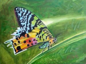 292 madagaskaro20saulelydzio20drugelis.jpg