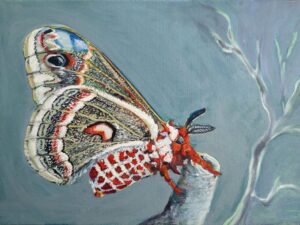 308 didziausia20s.20amerikos20kandis.jpg