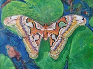 317 oranzinis20atlaso20drugelis.jpg